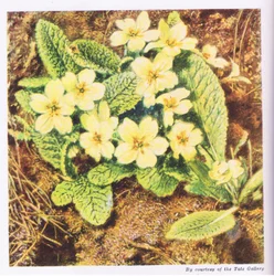 Primeln, Natur in Großbritannien, veröffentlicht von Collins, 1946